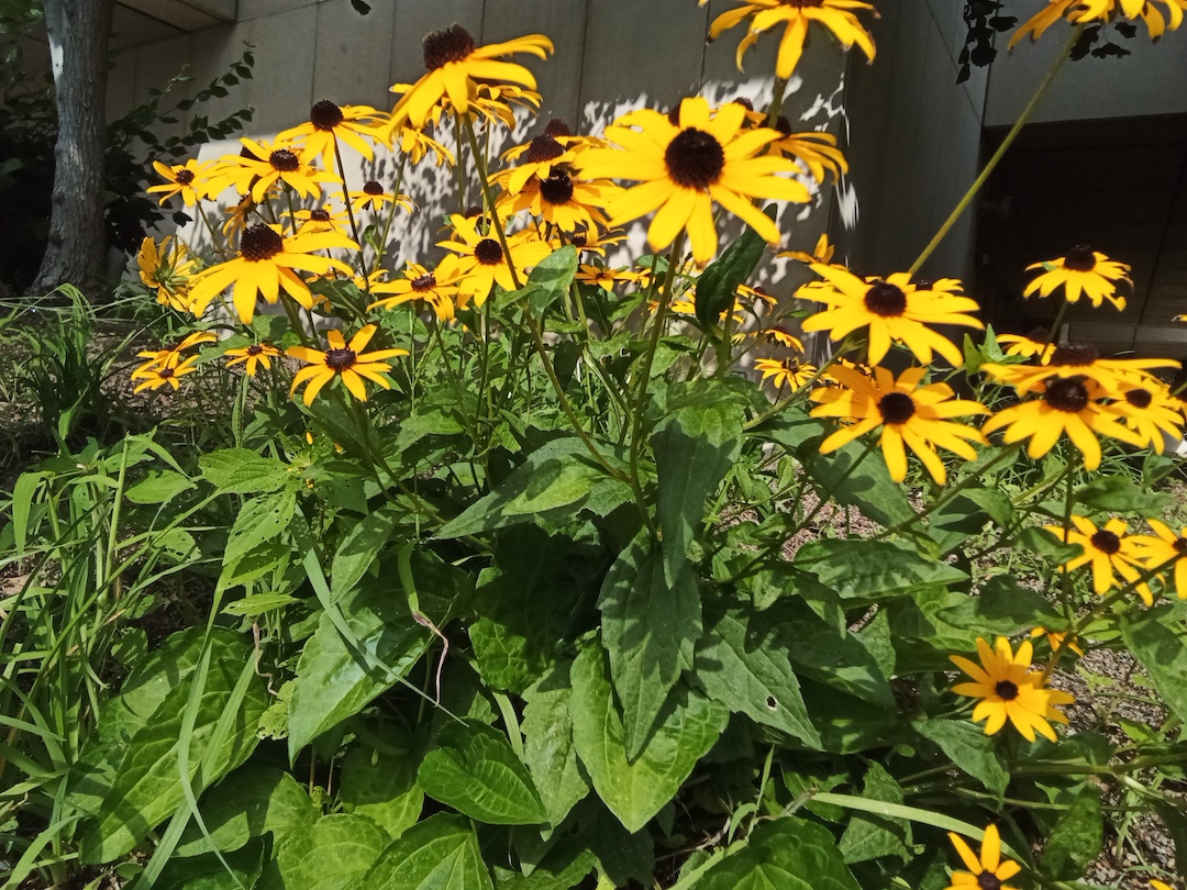 Brown-eyed Susans - flowers with yellow petals and black centers.