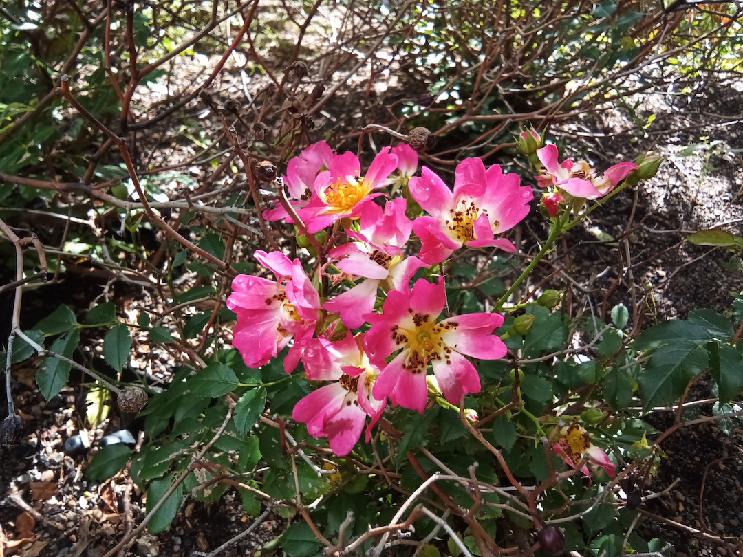Flowers with pink and white petals and yellow centers.